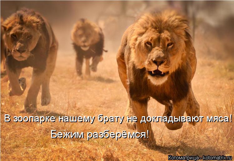 В зоопарке нашему брату не докладывают мяса! Бежим разберёмся!... Котоматрица: В зоопарке нашему брату не докладывают мяса! Бежим разберёмся!