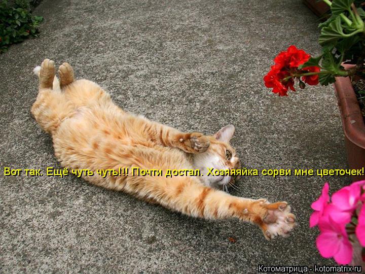 Вот так. Ещё чуть чуть!!! Почти достал. Хозяяяйка сорви мне цветочек!... Котоматрица: Вот так. Ещё чуть чуть!!! Почти достал. Хозяяяйка сорви мне цветочек!