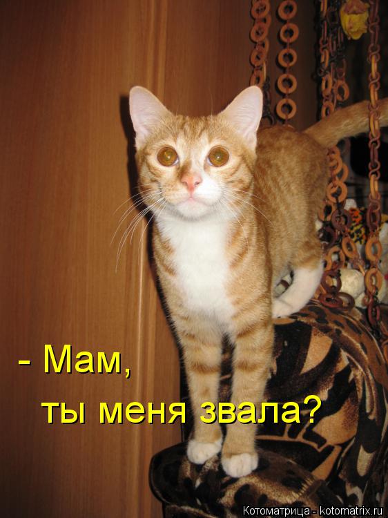 - Мам, ты меня звала?... Котоматрица: - Мам, ты меня звала?