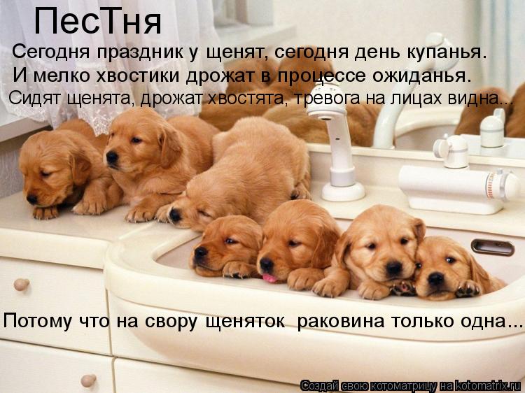 ПесТня Сегодня праздник у щенят, сегодня день купанья. И мелко хвостики дрожат в процессе ожиданья. С... Котоматрица: ПесТня Сегодня праздник у щенят, сегодня день купанья. И мелко хвостики дрожат в процессе ожиданья. Сидят щенята, дрожат хвостята, тревога н