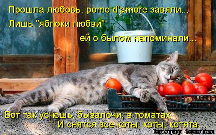 Котоматрица: Прошла любовь, pomo d'amore завяли... Лишь "яблоки любви"  ей о былом напоминали... Вот так уснешь, бывалочи, в томатах И снятся все коты, коты, котята.