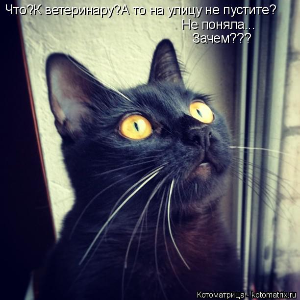 Котоматрица: Что?К ветеринару?А то на улицу не пустите? Не поняла... Зачем???