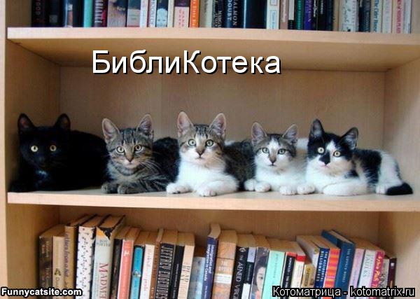 Котоматрица: БиблиКотека
