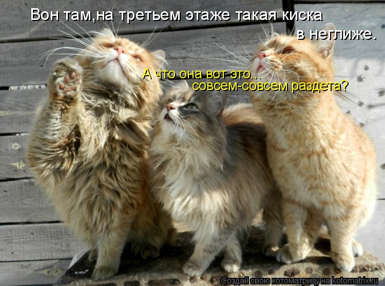 Котоматрица: Вон там,на третьем этаже такая киска в неглиже. А что она вот это... совсем-совсем раздета?