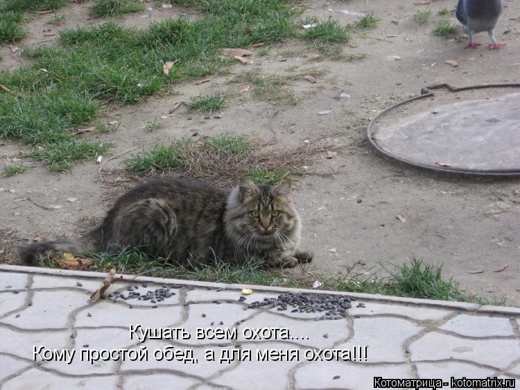 Котоматрица: Кушать всем охота.... Кому простой обед, а для меня охота!!!