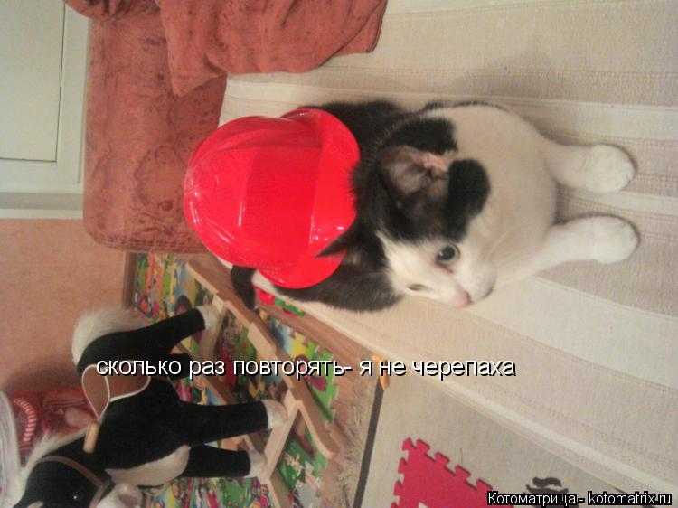 сколько раз повторять- я не черепаха... Котоматрица: сколько раз повторять- я не черепаха