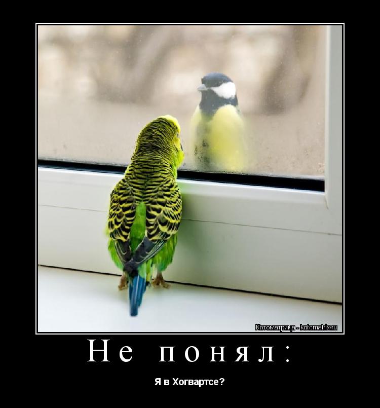 Котоматрица: Не понял: Я в Хогвартсе?