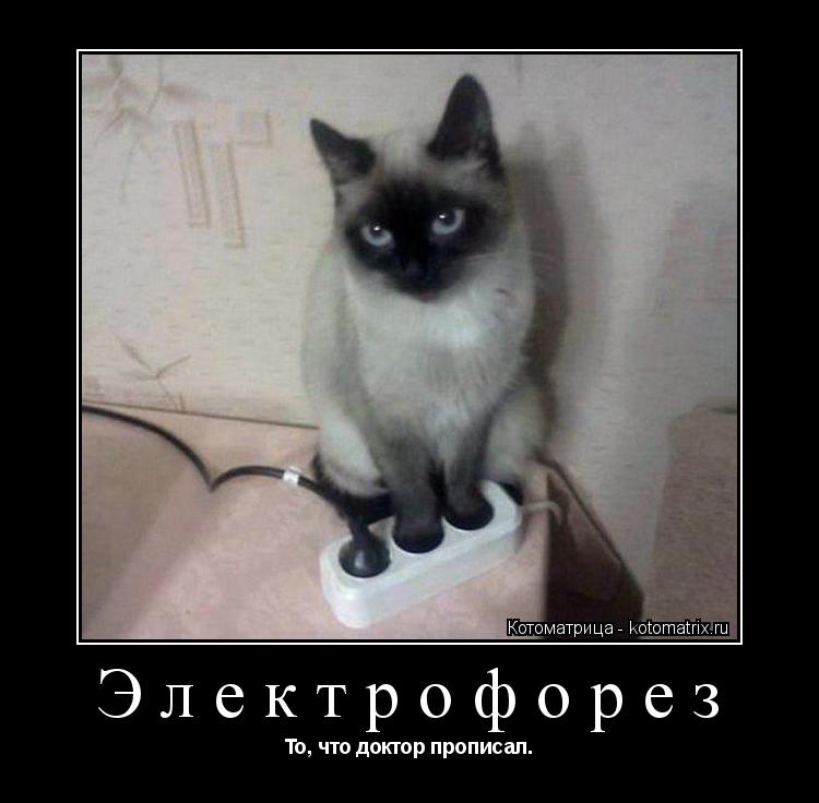 Электрофорез То, что доктор прописал.... Котоматрица: Электрофорез То, что доктор прописал.