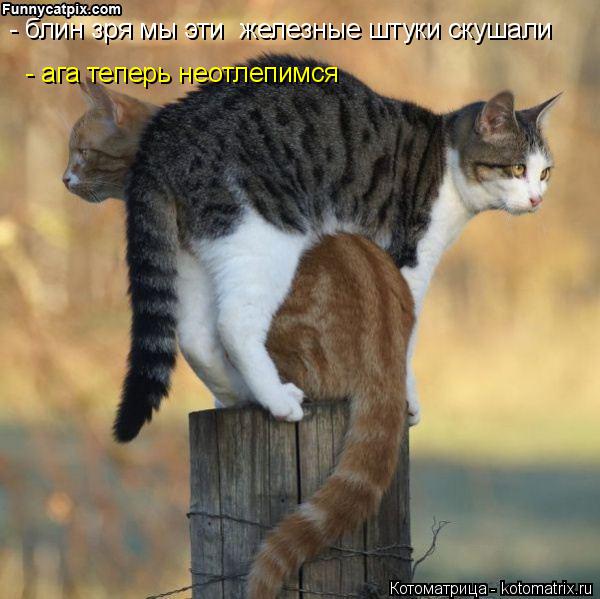 - блин зря мы эти железные штуки скушали - ага теперь неотлепимся... Котоматрица: - блин зря мы эти железные штуки скушали - ага теперь неотлепимся