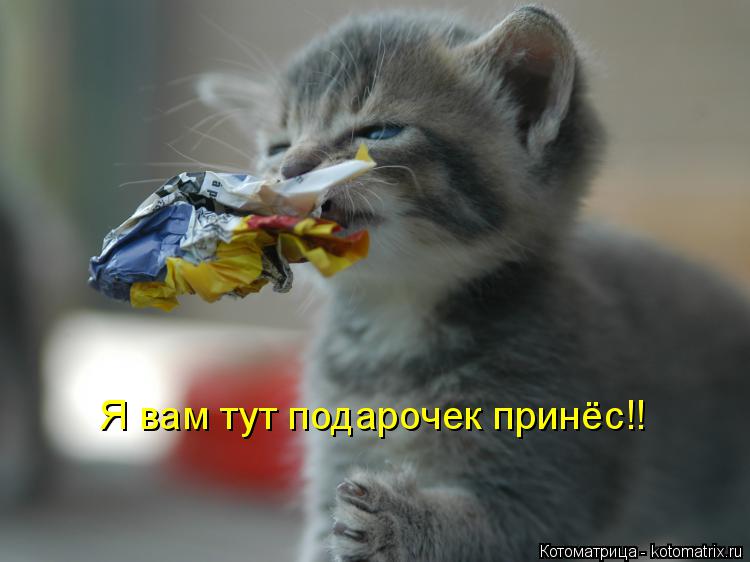 Я вам тут подарочек принёс!!... Котоматрица: Я вам тут подарочек принёс!!