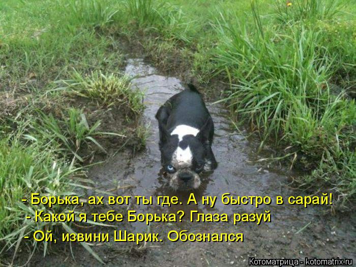 - Борька, ах вот ты где. А ну быстро в сарай! - Какой я тебе Борька? Глаза разуй - Ой, извини Шарик. ... Котоматрица: - Борька, ах вот ты где. А ну быстро в сарай! - Какой я тебе Борька? Глаза разуй - Ой, извини Шарик. Обознался