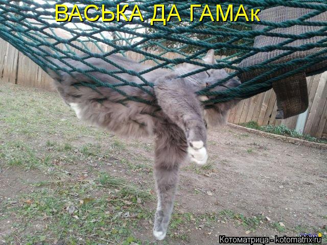 Котоматрица: ВАСЬКА ДА ГАМАк
