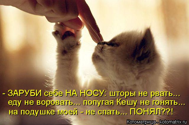 Котоматрица: - ЗАРУБИ себе НА НОСУ: шторы не рвать... еду не воровать... попугая Кешу не гонять... на подушке моей - не спать... ПОНЯЛ??!