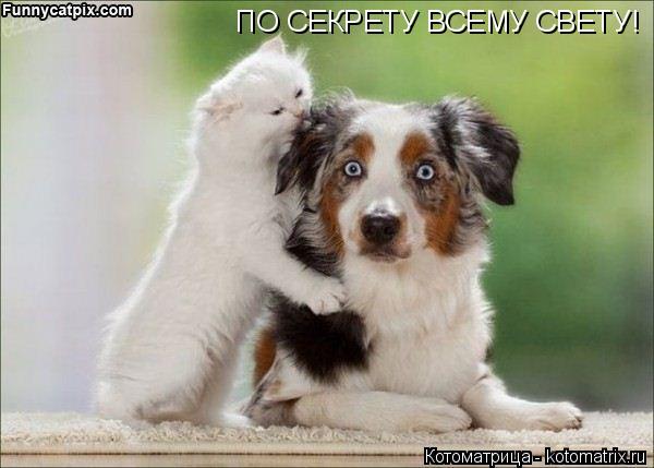 ПО СЕКРЕТУ ВСЕМУ СВЕТУ!... Котоматрица: ПО СЕКРЕТУ ВСЕМУ СВЕТУ!