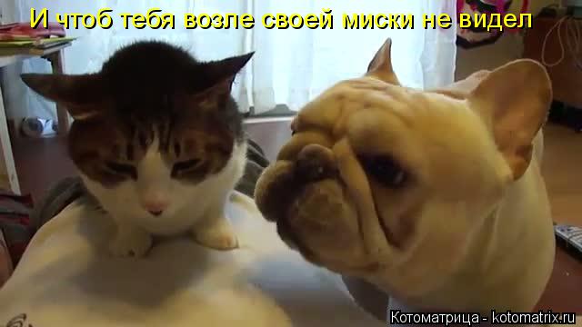 Котоматрица: И чтоб тебя возле своей миски не видел