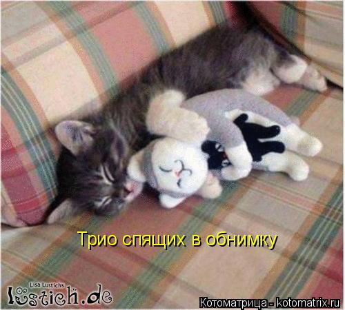 Трио спящих в обнимку... Котоматрица: Трио спящих в обнимку