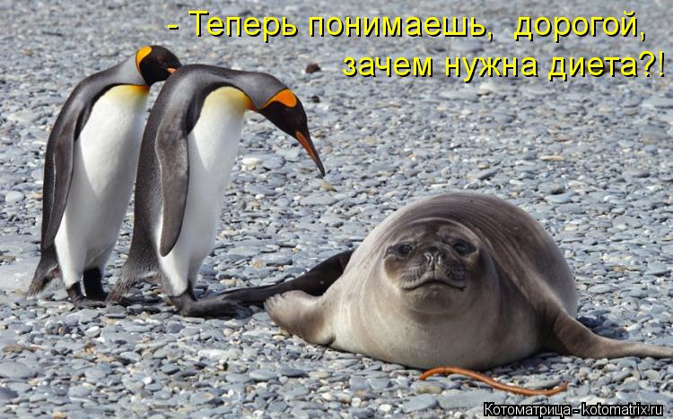 Котоматрица: зачем нужна диета?!  - Теперь понимаешь,  дорогой,