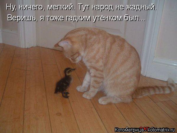 Ну, ничего, мелкий. Тут народ не жадный. Веришь, я тоже гадким утёнком был...... Котоматрица: Ну, ничего, мелкий. Тут народ не жадный. Веришь, я тоже гадким утёнком был...