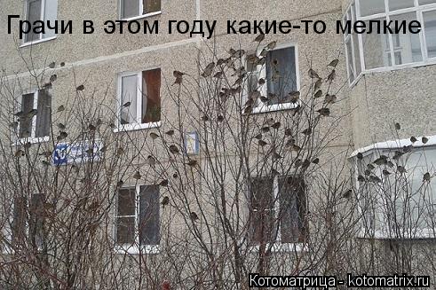 Котоматрица: Грачи в этом году какие-то мелкие