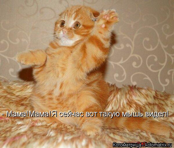 Котоматрица: - Мама!Мама!Я сейчас вот такую мышь видел!