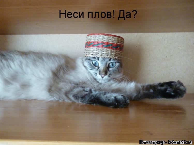 Котоматрица: Неси плов! Да?