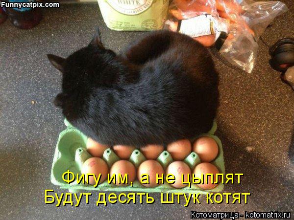 Котоматрица: Фигу им, а не цыплят Будут десять штук котят