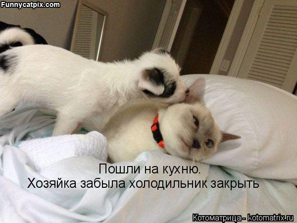 Котоматрица: Пошли на кухню.  Хозяйка забыла холодильник закрыть