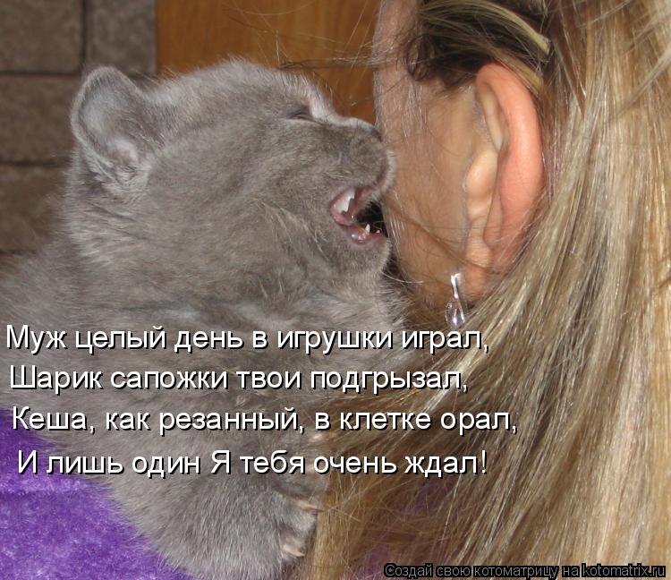 Котоматрица: Муж целый день в игрушки играл,  Шарик сапожки твои подгрызал, Кеша, как резанный, в клетке орал, И лишь один Я тебя очень ждал!