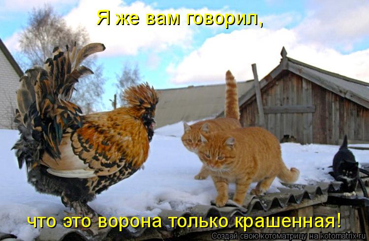 Я же вам говорил, что это ворона только крашенная!... Котоматрица: Я же вам говорил, что это ворона только крашенная!