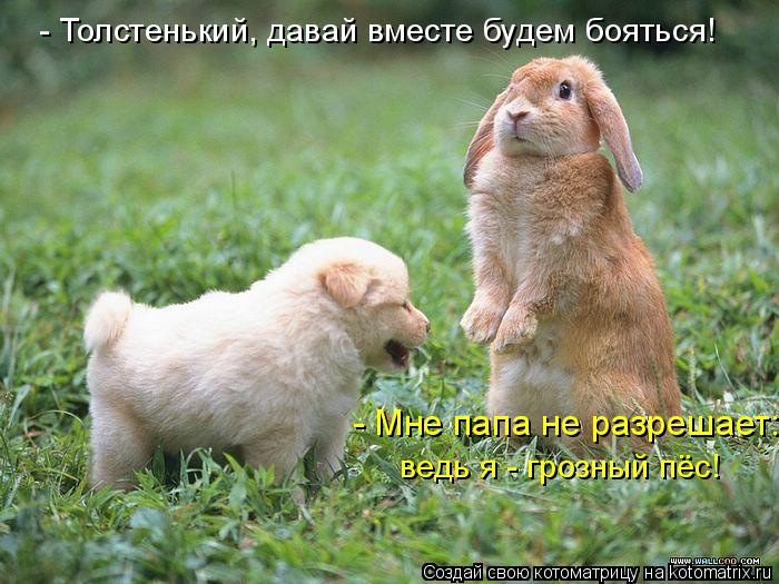 - Толстенький, давай вместе будем бояться! - Мне папа не разрешает: ведь я - грозный пёс!... Котоматрица: - Толстенький, давай вместе будем бояться! - Мне папа не разрешает: ведь я - грозный пёс!