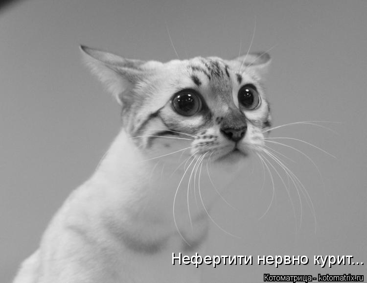 Котоматрица: Нефертити нервно курит...
