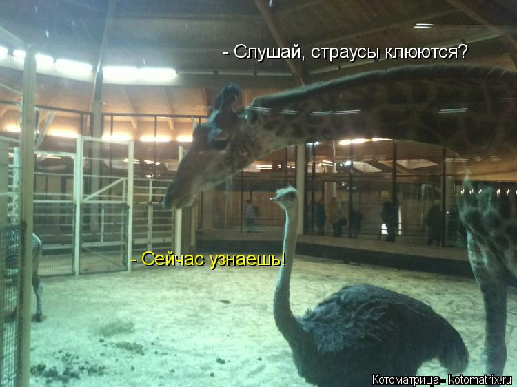 - Слушай, страусы клюются? - Сейчас узнаешь!... Котоматрица: - Слушай, страусы клюются? - Сейчас узнаешь!