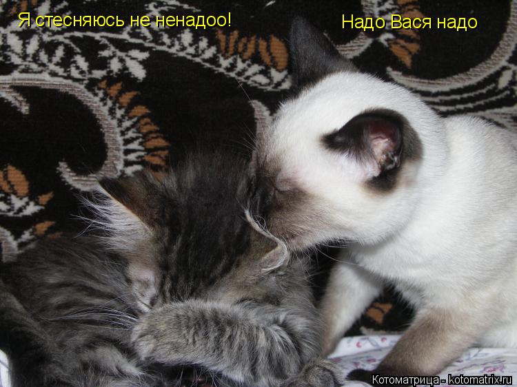 Я стесняюсь не ненадоо! Надо Вася надо... Котоматрица: Я стесняюсь не ненадоо! Надо Вася надо