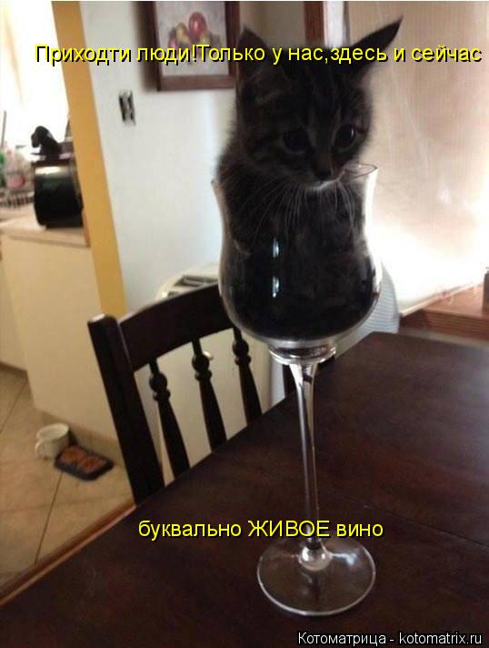 Приходти люди!Только у нас,здесь и сейчас буквально ЖИВОЕ вино... Котоматрица: Приходти люди!Только у нас,здесь и сейчас буквально ЖИВОЕ вино