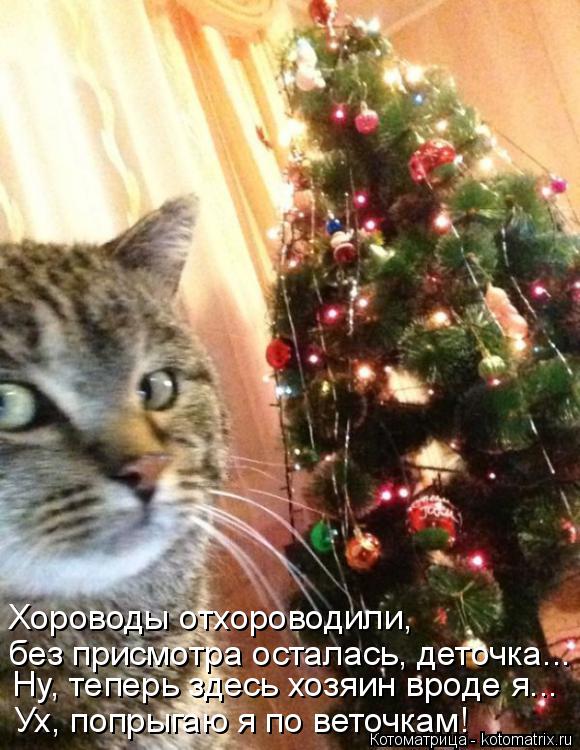 Ну, теперь здесь хозяин вроде я... Ух, попрыгаю я по веточкам! без присмотра осталась, деточка... Хор... Котоматрица: Ну, теперь здесь хозяин вроде я... Ух, попрыгаю я по веточкам! без присмотра осталась, деточка... Хороводы отхороводили,