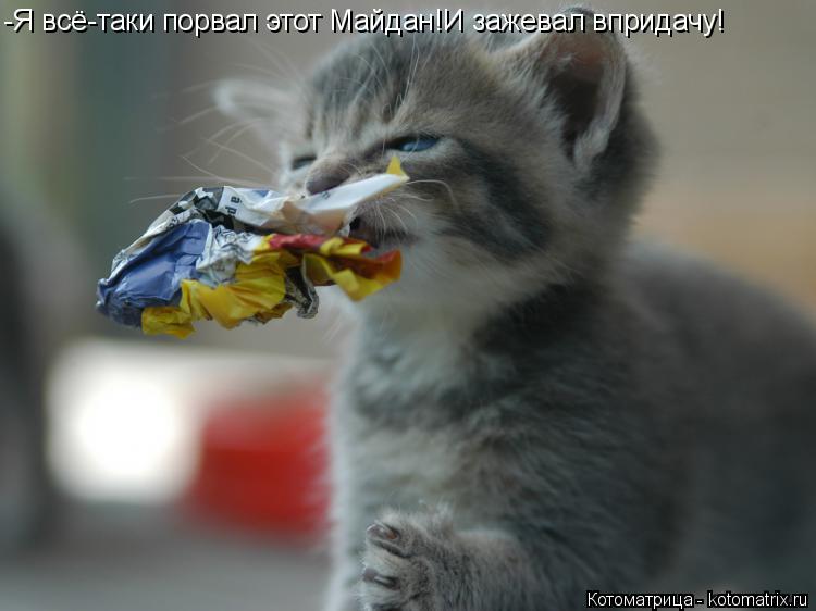 Котоматрица: -Я всё-таки порвал этот Майдан!И зажевал впридачу!