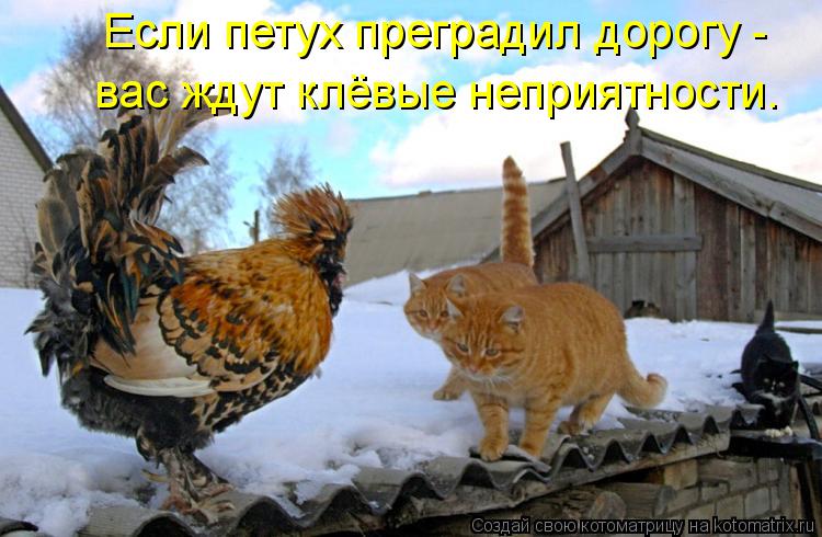 Если петух преградил дорогу - вас ждут клёвые неприятности.... Котоматрица: Если петух преградил дорогу - вас ждут клёвые неприятности.