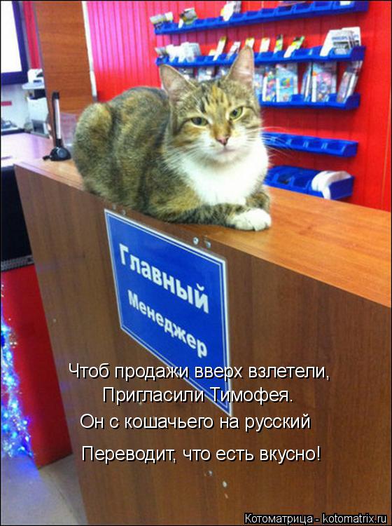 Котоматрица: Чтоб продажи вверх взлетели, Пригласили Тимофея. Он с кошачьего на русский Переводит, что есть вкусно!