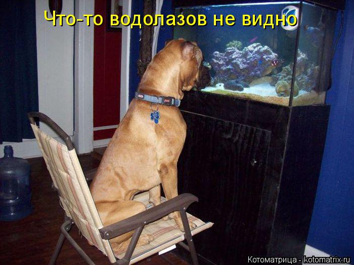 Котоматрица: Что-то водолазов не видно