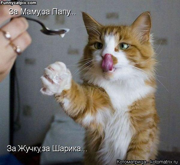 За Маму,за Папу... За Жучку,за Шарика...... Котоматрица: За Маму,за Папу... За Жучку,за Шарика...
