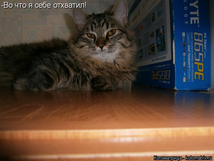 Котоматрица: -Во что я себе отхватил!