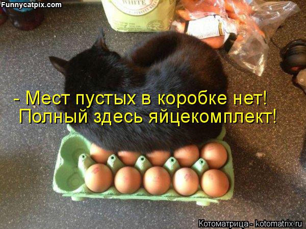 Котоматрица: - Мест пустых в коробке нет! Полный здесь яйцекомплект!