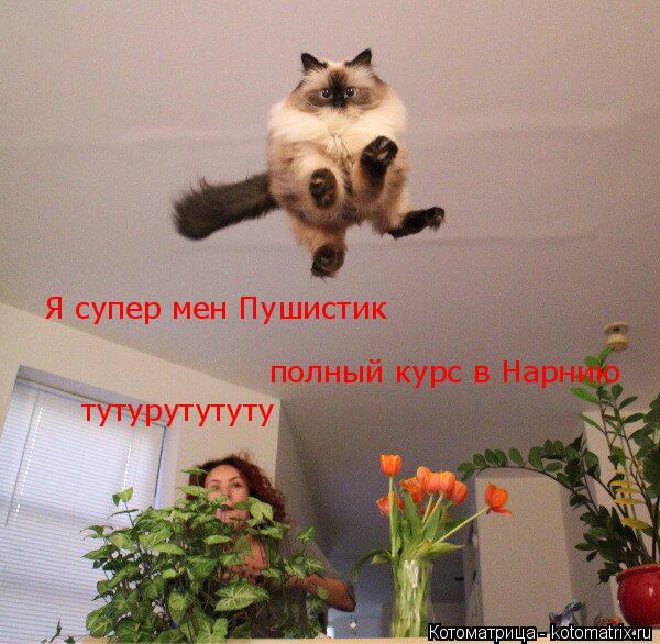 Я супер мен Пушистик полный курс в Нарнию тутурутутуту... Котоматрица: Я супер мен Пушистик полный курс в Нарнию тутурутутуту
