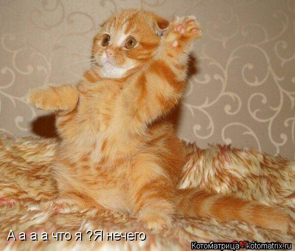 А а а а что я ?Я нечего... Котоматрица: А а а а что я ?Я нечего