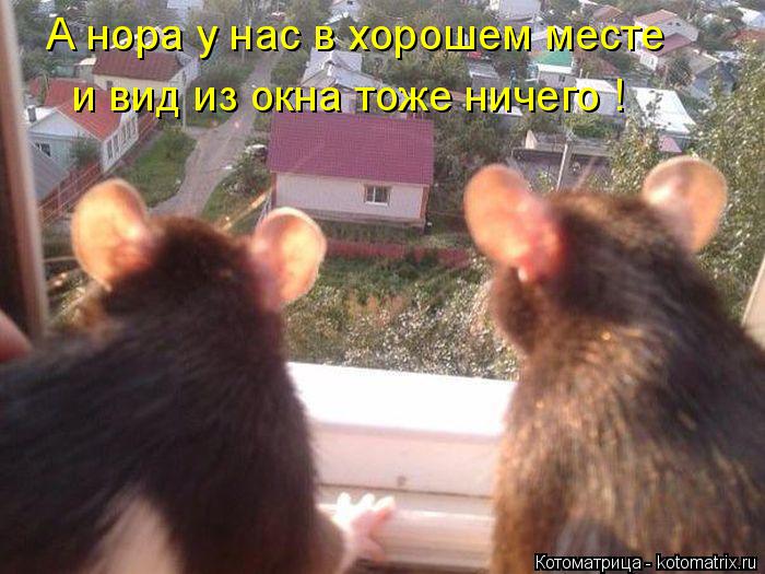 А нора у нас в хорошем месте и вид из окна тоже ничего !... Котоматрица: А нора у нас в хорошем месте и вид из окна тоже ничего !