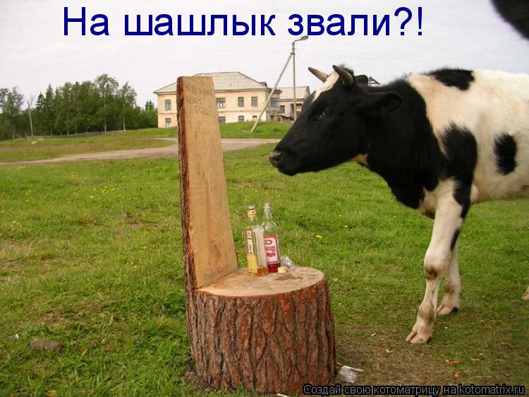 Котоматрица: На шашлык звали?!