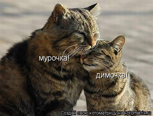 Котоматрица: димочка! мурочка!