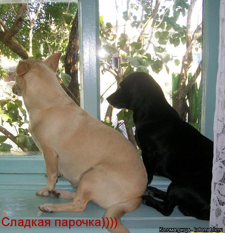 Котоматрица: Сладкая парочка))))