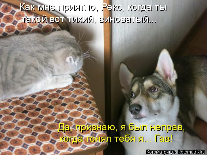 Котоматрица: Как мне приятно, Рекс, когда ты когда гонял тебя я... Гав! Да, признаю, я был неправ, такой вот тихий, виноватый...