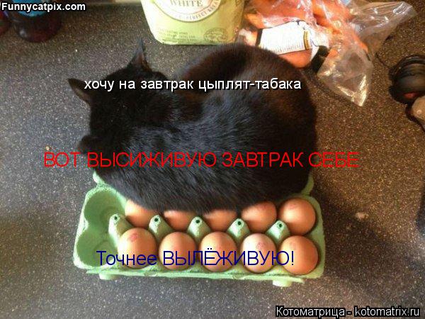 Котоматрица: хочу на завтрак цыплят-табака  ВОТ ВЫСИЖИВУЮ ЗАВТРАК СЕБЕ Точнее ВЫЛЁЖИВУЮ!